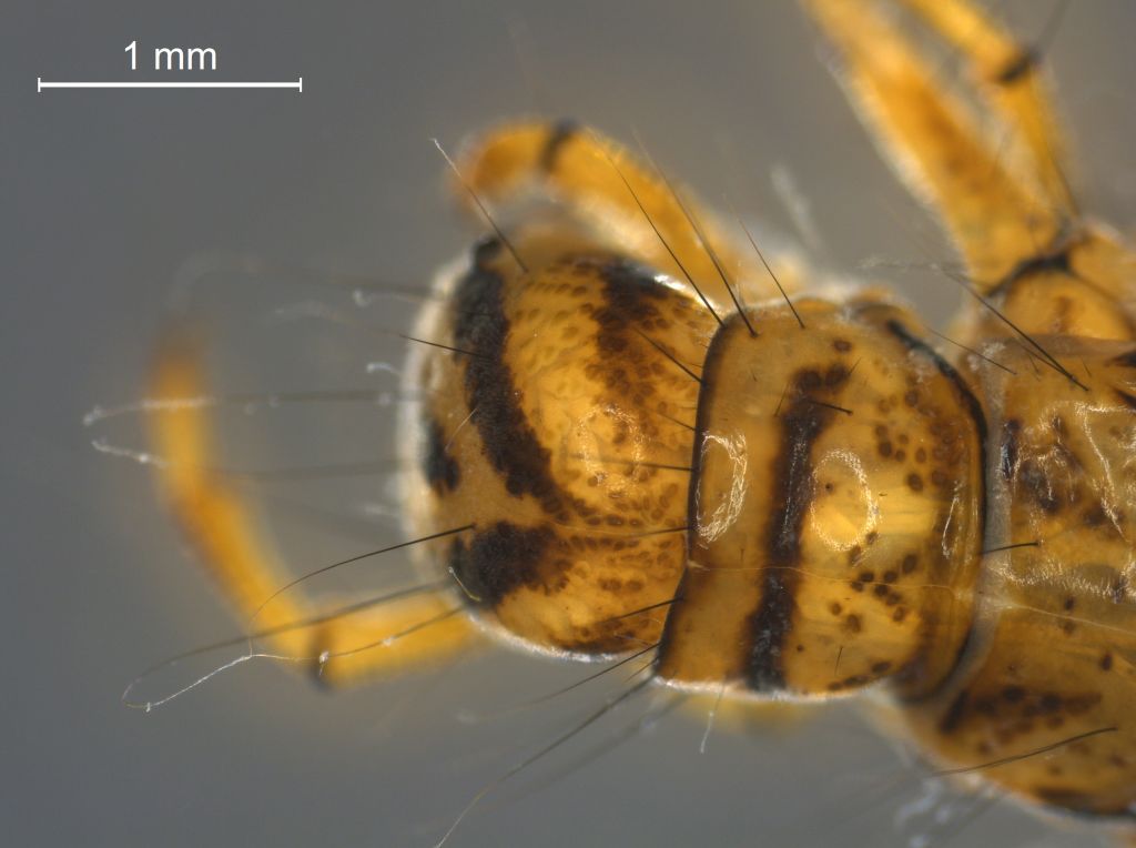 Limnephilus femoratus